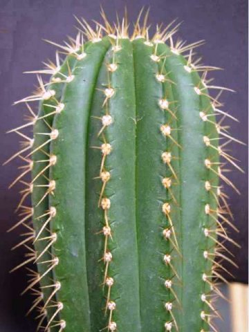 coleocephaloc_ereus_pluricostatus